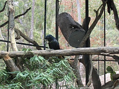 CairnsTC188 Cairns Tropical Zoo